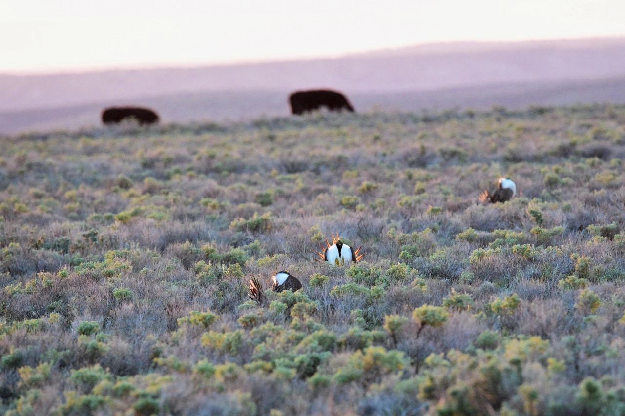A greater sage-grouse and cattle sharing intact sagebrush rangeland